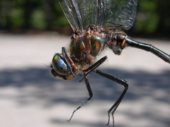 Somatochlora williamsoni