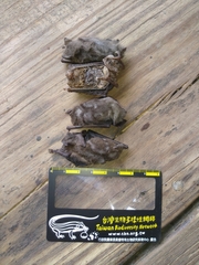 Pipistrellus abramus