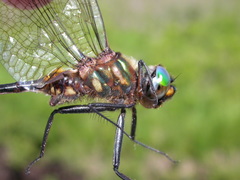 Somatochlora walshii