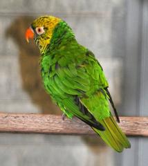 Citrine Lorikeet photo 2