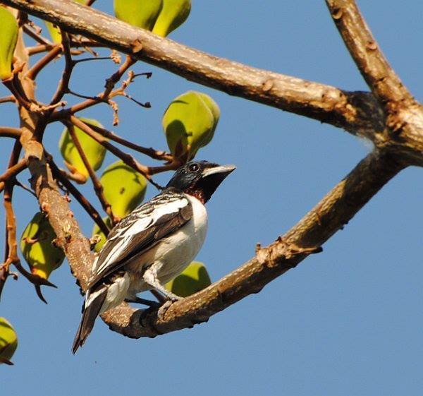 Purple-Throated Cotinga