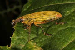 Lixus apterus