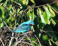 Cotinga cayana