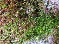 Leptobryum pyriforme