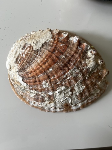 Haliotis gigantea observed 2025-04-01