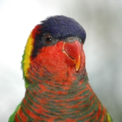 Ornate Lorikeet photo 4
