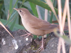 Locustella luscinioides