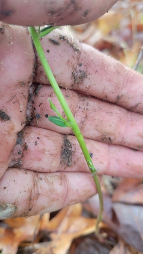 Image of Euphorbia pubentissima by no rights reserved