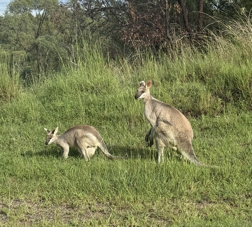 Pretty-faced Wallaby