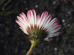 Gerbera tomentosa