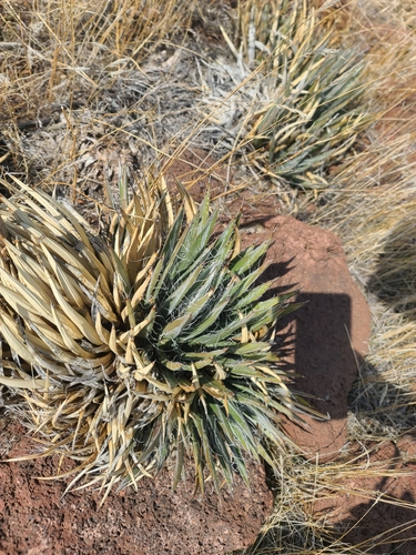 Agave toumeyana