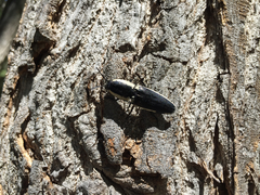 Chalcolepidius apacheanus