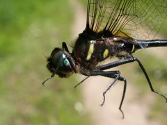 Somatochlora elongata