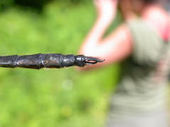 Somatochlora elongata