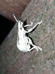 Dermatoxenus caesicollis