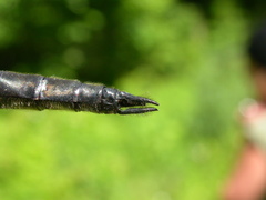 Somatochlora elongata