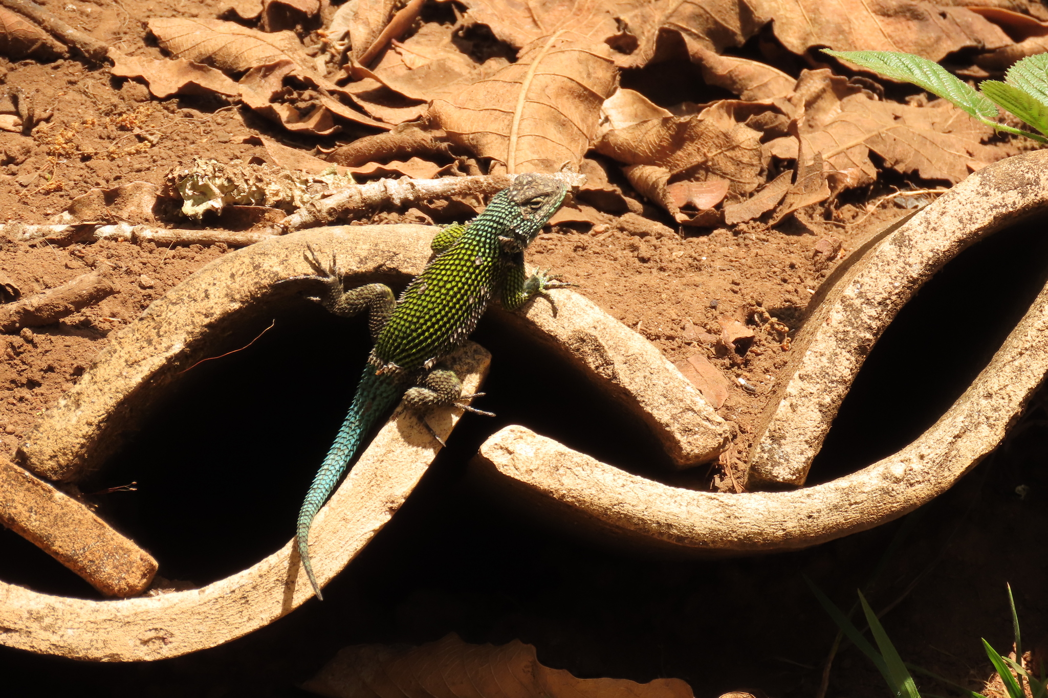 Lenca Emerald Spiny Lizard photo 3