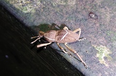 Cryptoderma