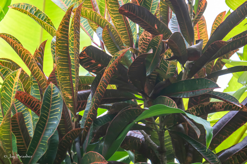 Codiaeum variegatum