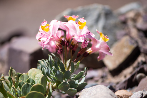 Alstroemeria umbellata (Alstroemeria umbellata)