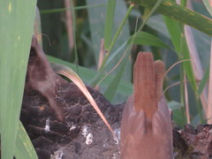 Locustella luscinioides