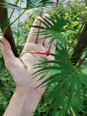 Ipomoea × multifida