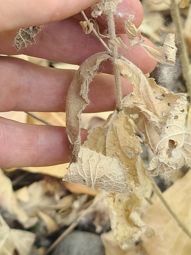 Image of Brickellia amplexicaulis by no rights reserved