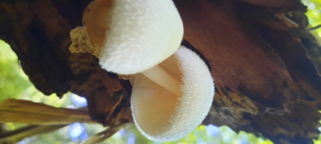 Volvariella bombycina · March 2025 · photo: © noeliamedina89 (iNaturalist, cc0)