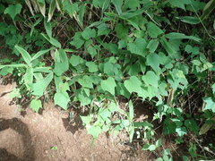 Ampelopsis glandulosa heterophylla