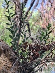 Fulcrata golden-aster (Heterotheca fulcrata)