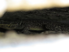 Sceloporus dugesii