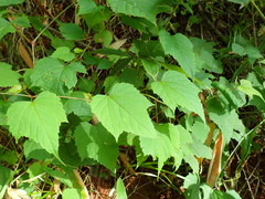 Ampelopsis glandulosa heterophylla