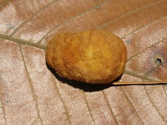 Striatoandricus nievesaldreyi