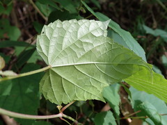Ampelopsis glandulosa heterophylla