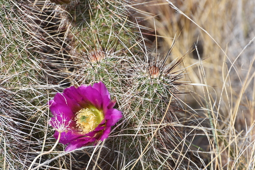 Image of Echinocereus bonkerae by no rights reserved