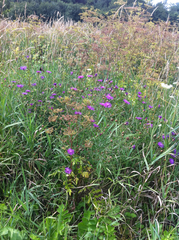 Centaurea stoebe australis