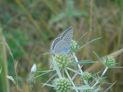 Polyommatus daphnis