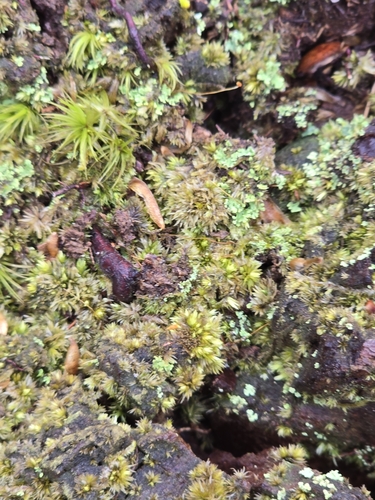 Image of White Moss (Leucobryum albidum) by no rights reserved