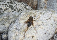 Polydontomyia curvipes