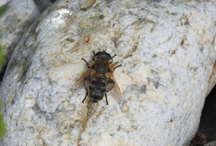 Polydontomyia curvipes