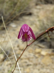 Bletia greenwoodiana