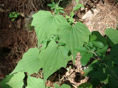 Dioscorea nipponica