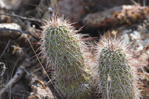 Image of Echinocereus bonkerae by no rights reserved