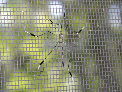 Phantom crane fly