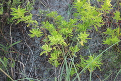 Dysphania anthelmintica