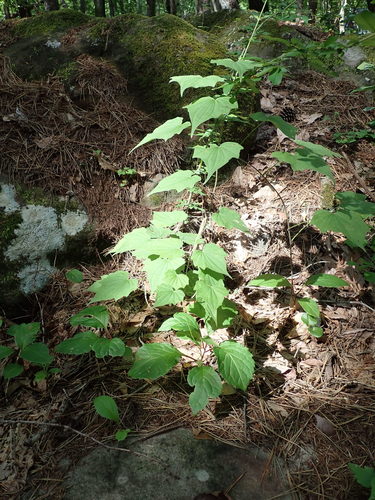 Image of Dioscorea nipponica by (c) Yoshihiro Tokue, some rights reserved (CC BY)