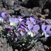 Viola cheiranthifolia - Photo (c) Marc Fradera-Soler, algunos derechos reservados (CC BY), subido por Marc Fradera-Soler