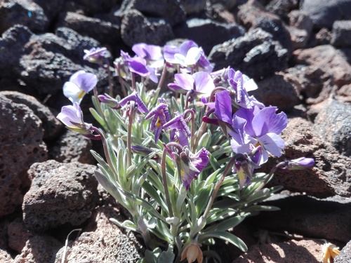 Viola cheiranthifolia, photograph 1