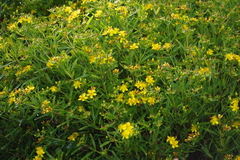 Hypericum beanii