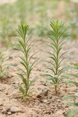 Erigeron canadensis